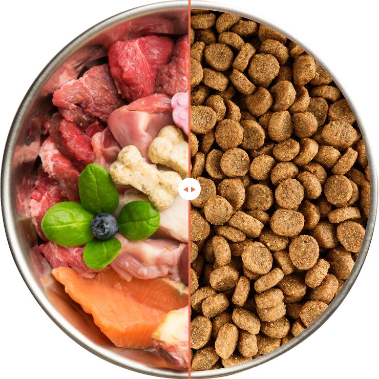 Raw meat and vegetables vs dog kibble comparison