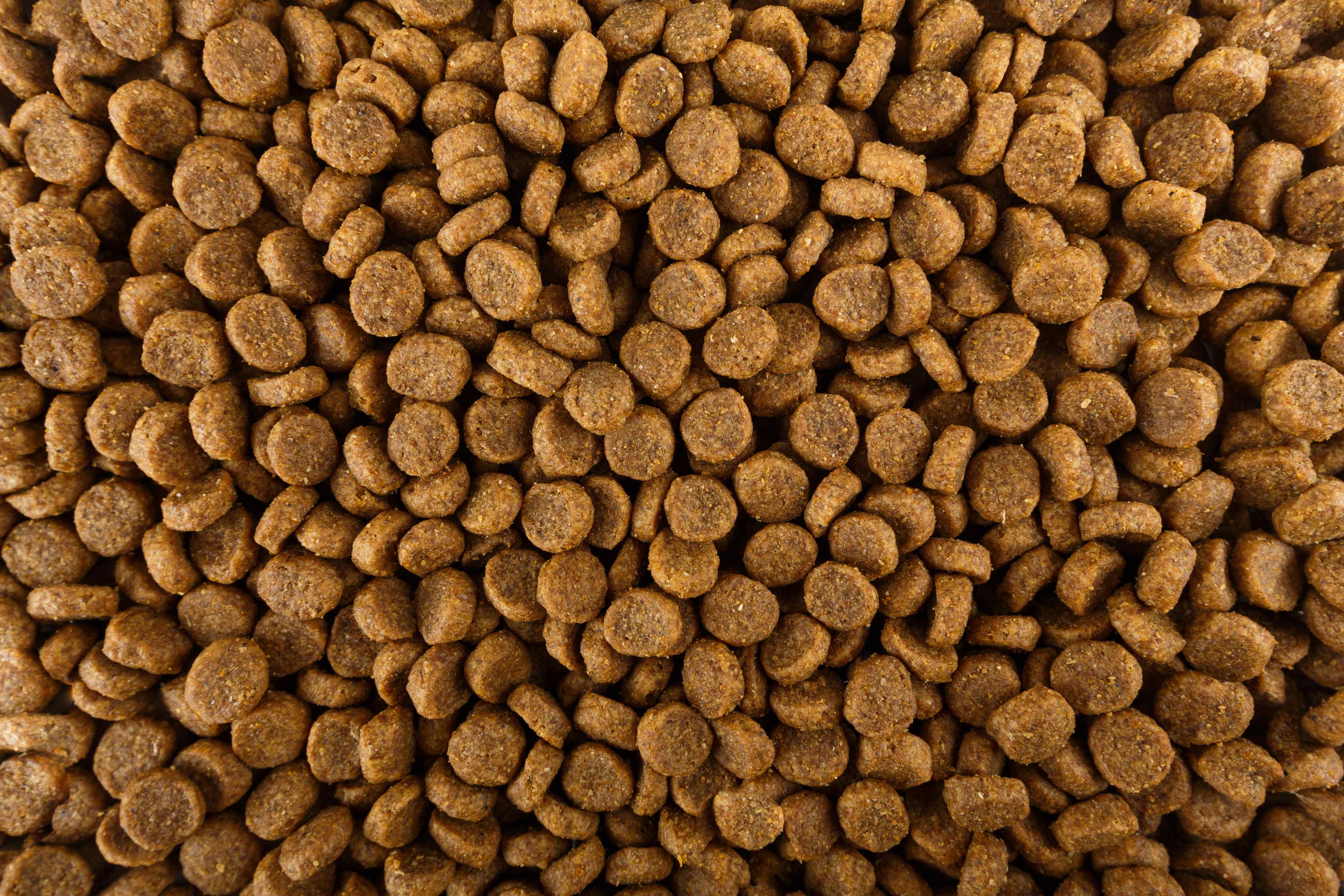 Close-up texture of premium dog kibble showing quality ingredients